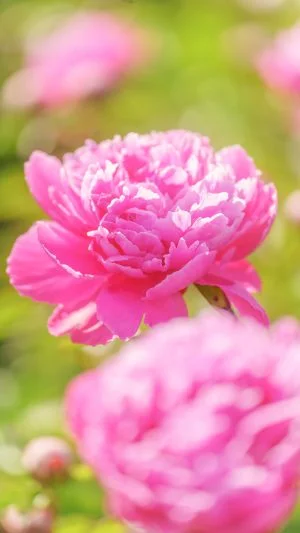 無料スマホ壁紙 ピンク色に輝くシャクヤク。AndroidとiPhoneに対応した4K高画質の無料待ち受け画像。三重県鈴鹿市の長澤町のポピー（シャクヤク）畑で撮影したフリー写真素材