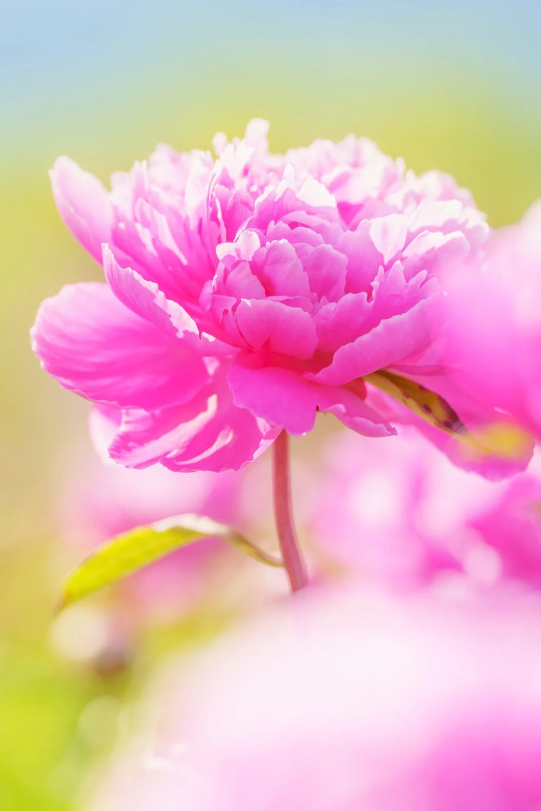 無料スマホ壁紙 色鮮やかなピンク色のシャクヤク。AndroidとiPhoneに対応した4K高画質の無料待ち受け画像。三重県鈴鹿市の長澤町のポピー（シャクヤク）畑で撮影したフリー写真素材