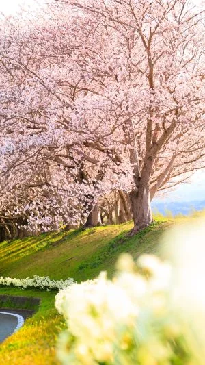 無料スマホ壁紙 春爛漫。AndroidとiPhoneに対応した4K高画質の無料待ち受け画像。三重県松阪市の中村川桜づつみ公園で撮影したフリー写真素材
