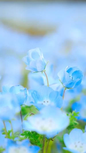 運気が上がる待ち受け 青色に輝くネモフィラ。AndroidとiPhoneに対応した4K高画質の無料スマホ壁紙。三重県いなべ市の大泉駅近くのネモフィラ畑で撮影したフリー写真素材