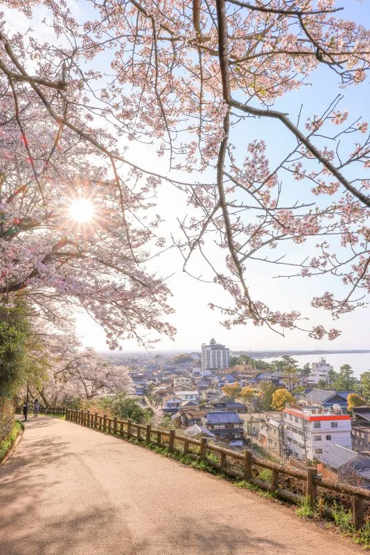 無料スマホ壁紙 桜坂。AndroidとiPhoneに対応した4K高画質の無料待ち受け画像。三重県伊勢市の音無山で撮影したフリー写真素材
