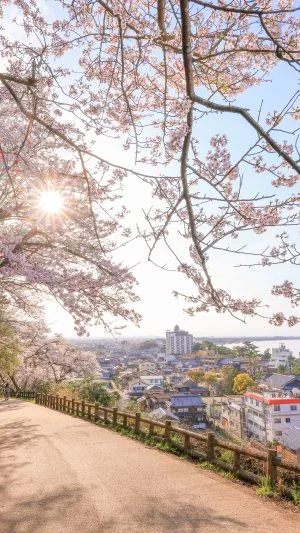 無料スマホ壁紙 桜坂。AndroidとiPhoneに対応した4K高画質の無料待ち受け画像。三重県伊勢市の音無山で撮影したフリー写真素材