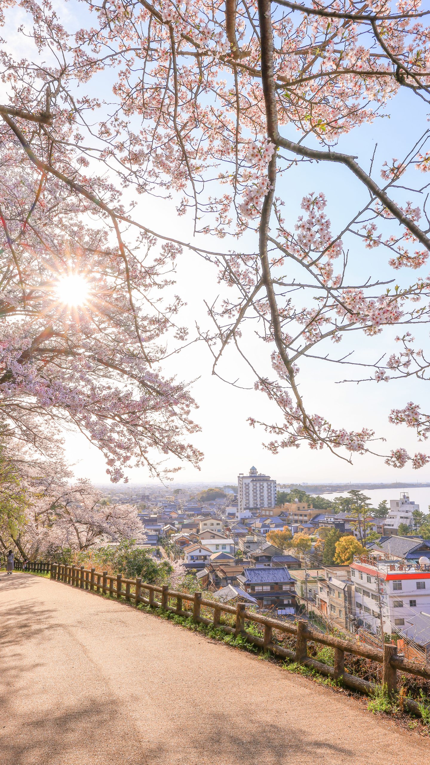 無料スマホ壁紙 桜坂。AndroidとiPhoneに対応した4K高画質の無料待ち受け画像。三重県伊勢市の音無山で撮影したフリー写真素材
