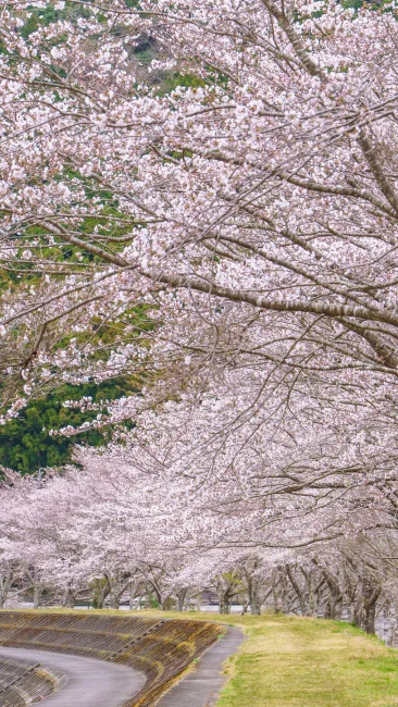 無料壁紙 堤防沿いに咲く桜並木。PCとデスクトップ壁紙に最適な4K高画質の無料壁紙。三重県大紀町の大内山川沿いの桜で撮影したフリー写真素材