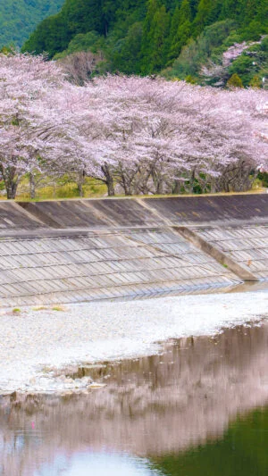 無料壁紙 大内山川に映る桜並木。PCとデスクトップ壁紙に最適な4K高画質の無料壁紙。三重県大紀町の大内山川沿いの桜で撮影したフリー写真素材