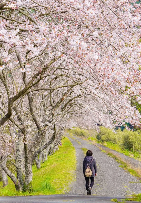 無料スマホ壁紙 桜並木を歩く。AndroidとiPhoneに対応した4K高画質の無料待ち受け画像。三重県大紀町の大内山川沿いの桜で撮影したフリー写真素材