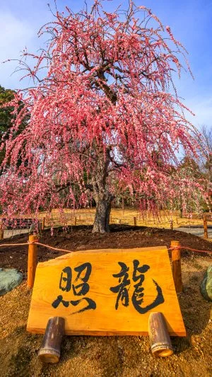 無料スマホ壁紙 梅のガーデンに咲く照龍。AndroidとiPhoneに対応した4K高画質の無料待ち受け画像。三重県津市のレッドヒルヒーサーの森で撮影したフリー写真素材