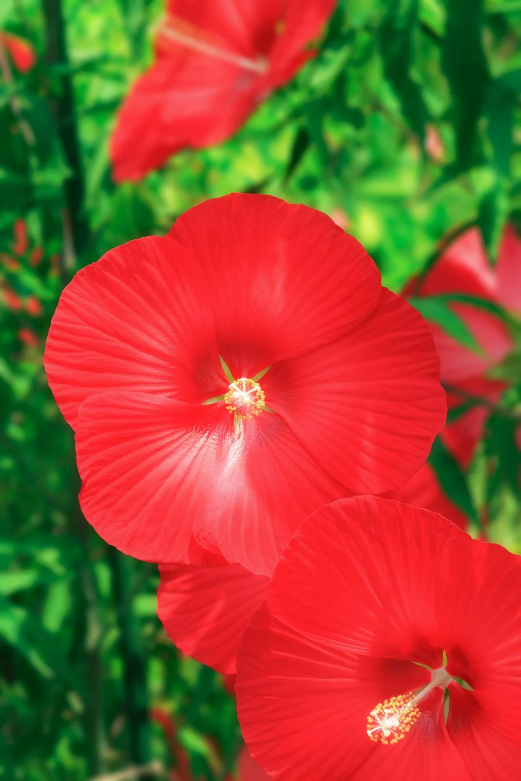 無料スマホ壁紙 真っ赤なタイタンビカス。AndroidとiPhoneに対応した4K高画質の無料待ち受け画像。三重県津市のレッドヒルヒーサーの森で撮影したフリー写真素材