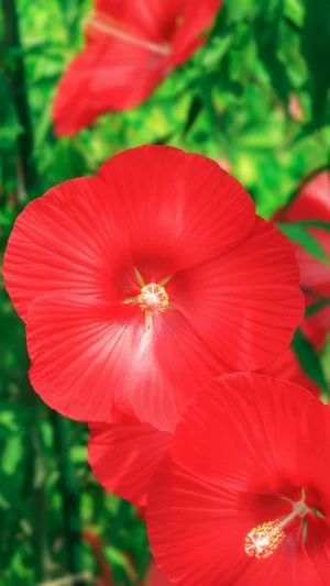 無料スマホ壁紙 真っ赤なタイタンビカス。AndroidとiPhoneに対応した4K高画質の無料待ち受け画像。三重県津市のレッドヒルヒーサーの森で撮影したフリー写真素材