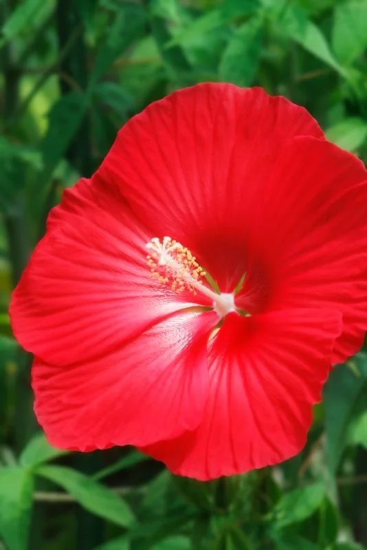 無料スマホ壁紙 大輪のタイタンビカス。AndroidとiPhoneに対応した4K高画質の無料待ち受け画像。三重県津市のレッドヒルヒーサーの森で撮影したフリー写真素材