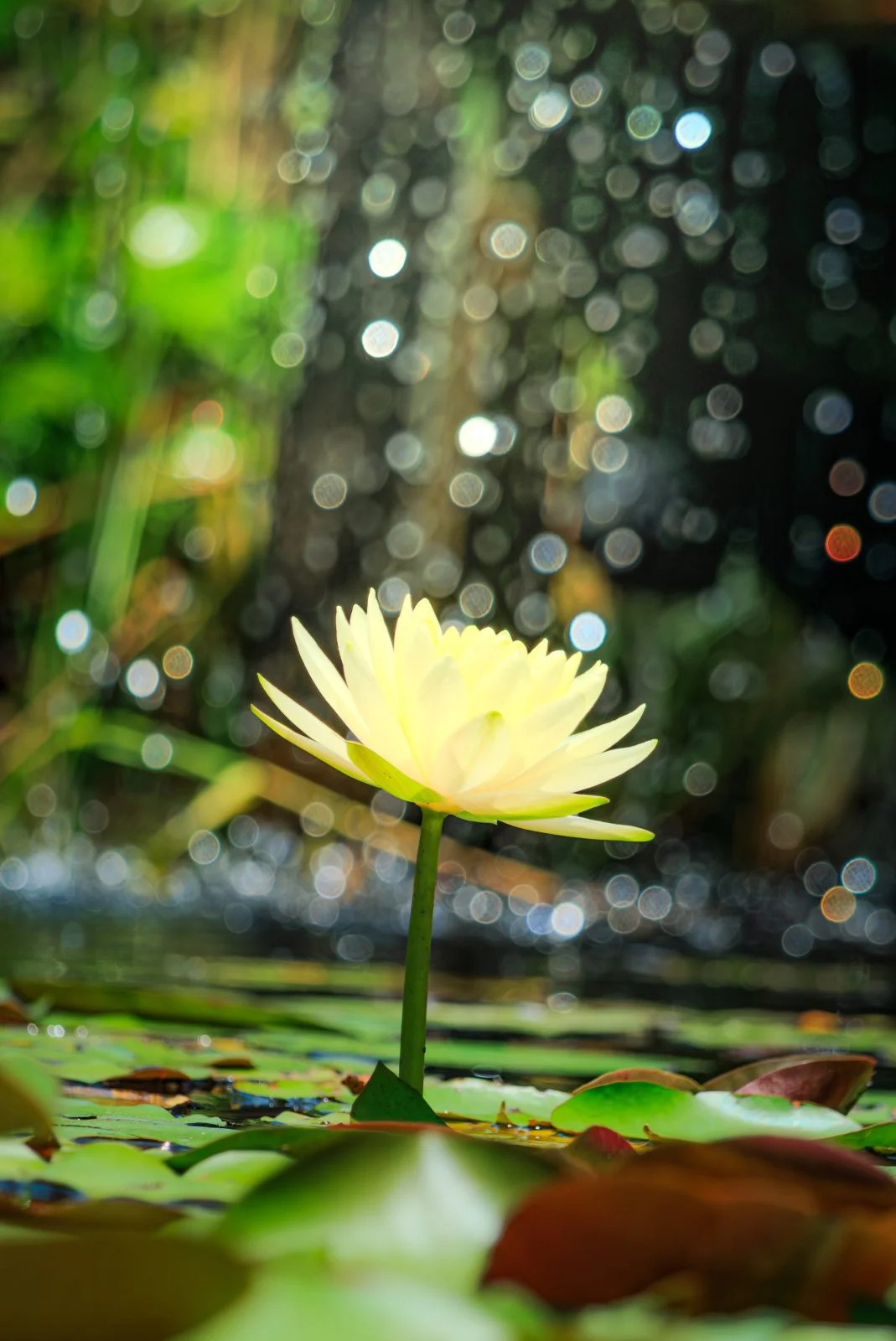 無料スマホ壁紙 光輝く黄色のスイレン。AndroidとiPhoneに対応した4K高画質の無料待ち受け画像。三重県津市のレッドヒルヒーサーの森で撮影したフリー写真素材