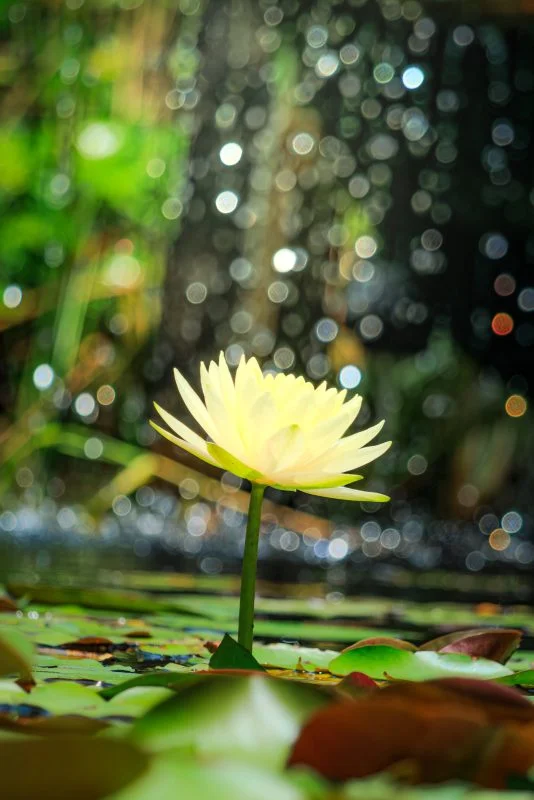 無料スマホ壁紙 光輝く黄色のスイレン。AndroidとiPhoneに対応した4K高画質の無料待ち受け画像。三重県津市のレッドヒルヒーサーの森で撮影したフリー写真素材