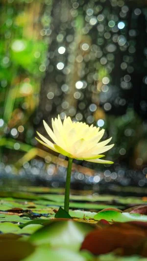 無料スマホ壁紙 光輝く黄色のスイレン。AndroidとiPhoneに対応した4K高画質の無料待ち受け画像。三重県津市のレッドヒルヒーサーの森で撮影したフリー写真素材