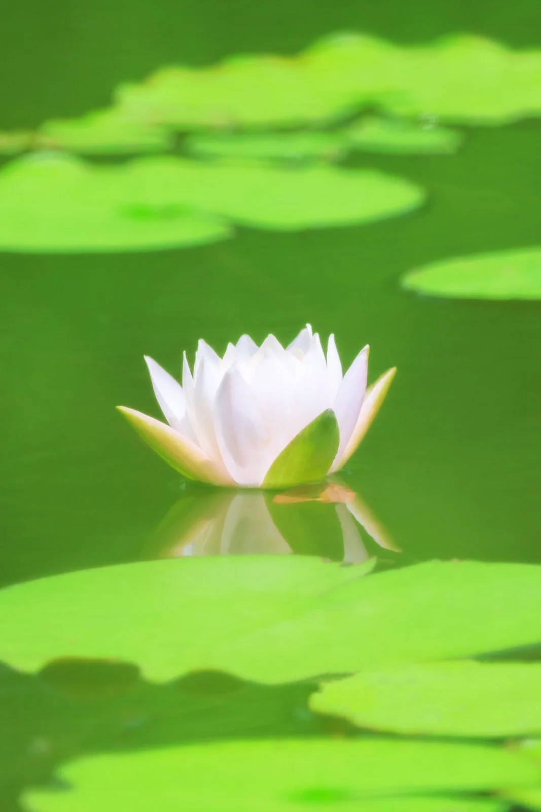 無料スマホ壁紙 水面に映る薄ピンクのスイレン。AndroidとiPhoneに対応した4K高画質の無料待ち受け画像。三重県津市のレッドヒルヒーサーの森で撮影したフリー写真素材