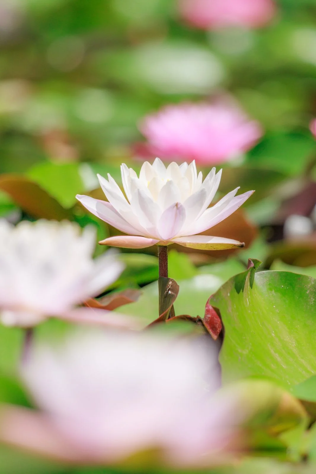 無料スマホ壁紙 白色の可憐なスイレン。AndroidとiPhoneに対応した4K高画質の無料待ち受け画像。三重県津市のレッドヒルヒーサーの森で撮影したフリー写真素材