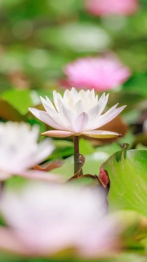 無料スマホ壁紙 白色の可憐なスイレン。AndroidとiPhoneに対応した4K高画質の無料待ち受け画像。三重県津市のレッドヒルヒーサーの森で撮影したフリー写真素材