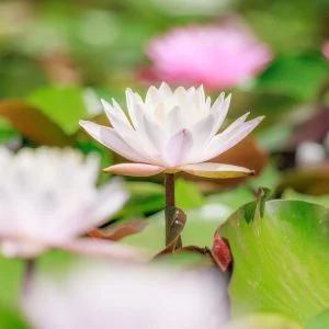 無料スマホ壁紙 白色の可憐なスイレン。AndroidとiPhoneに対応した4K高画質の無料待ち受け画像。三重県津市のレッドヒルヒーサーの森で撮影したフリー写真素材