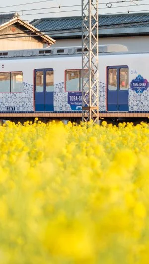 無料壁紙 とばしまメモリー「なみの章」車両。PCとデスクトップ壁紙に最適な4K高画質の無料壁紙。三重県明和町の斎宮の菜の花畑で撮影したフリー写真素材