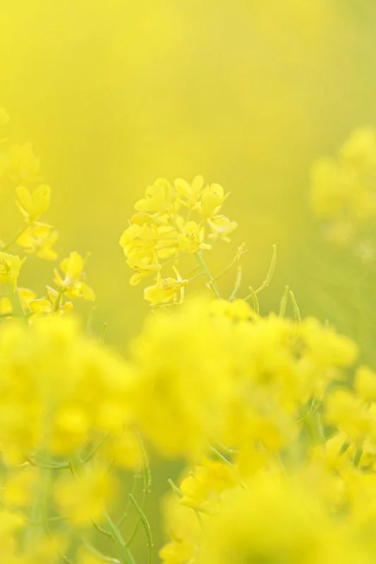 幸せを呼ぶ菜の花