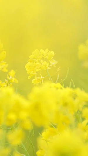 運気が上がる待ち受け 幸せを呼ぶ菜の花。AndroidとiPhoneに対応した4K高画質の無料スマホ壁紙。三重県明和町の斎宮の菜の花畑で撮影したフリー写真素材