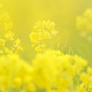 運気が上がる待ち受け 幸せを呼ぶ菜の花。AndroidとiPhoneに対応した4K高画質の無料スマホ壁紙。三重県明和町の斎宮の菜の花畑で撮影したフリー写真素材