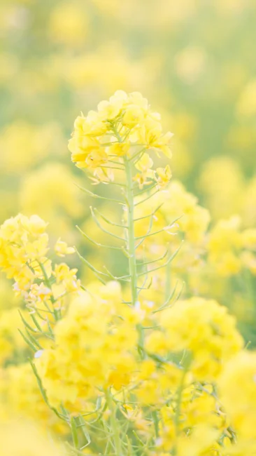 無料壁紙 黄金に輝く菜の花。PCとデスクトップ壁紙に最適な4K高画質の無料壁紙。三重県明和町の斎宮の菜の花畑で撮影したフリー写真素材