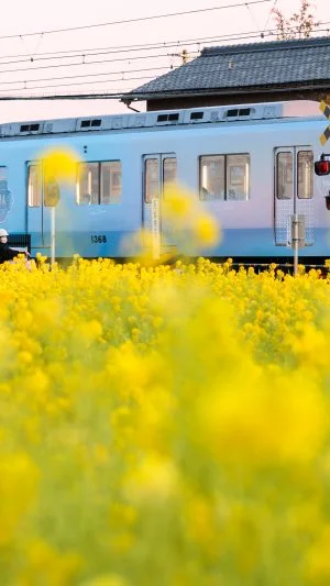 無料壁紙 とばしまメモリー「うみの章」車両。PCとデスクトップ壁紙に最適な4K高画質の無料壁紙。三重県明和町の斎宮の菜の花畑で撮影したフリー写真素材