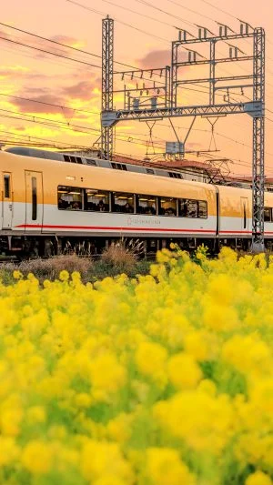 無料壁紙 菜の花畑を走る伊勢志摩ライナー。PCとデスクトップ壁紙に最適な4K高画質の無料壁紙。三重県明和町の斎宮の菜の花畑で撮影したフリー写真素材