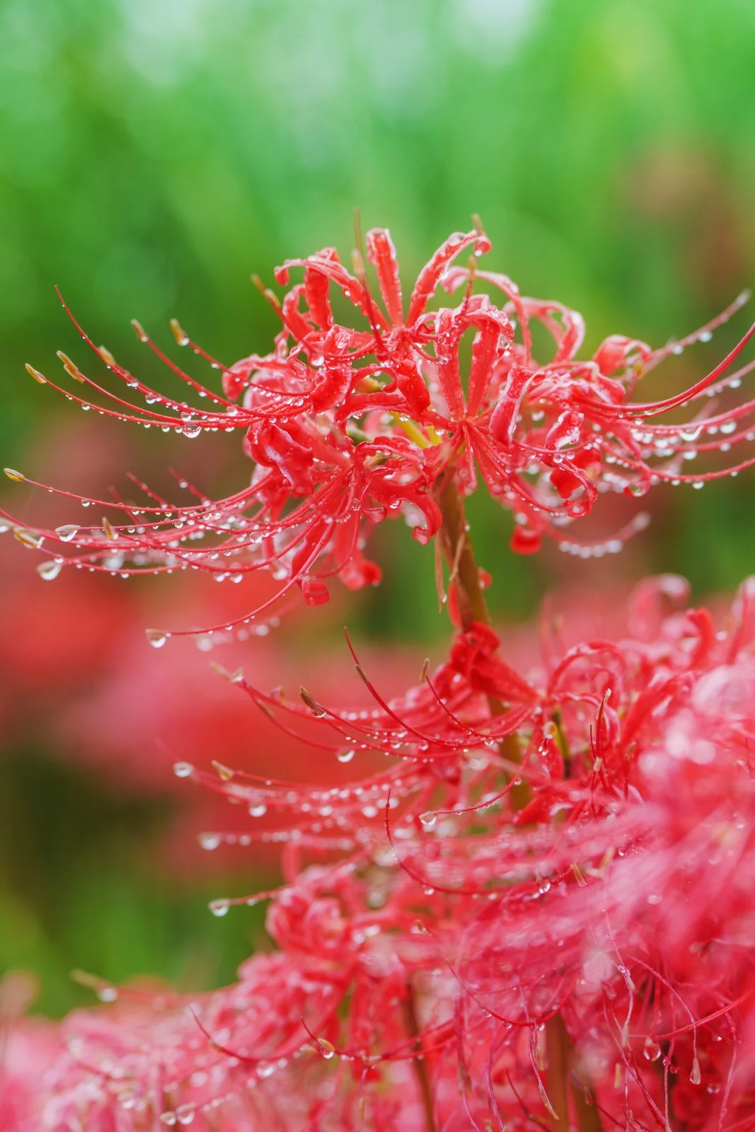 無料スマホ壁紙 露で輝く彼岸花。AndroidとiPhoneに対応した4K高画質の無料待ち受け画像。三重県亀山市の坂本の棚田で撮影したフリー写真素材