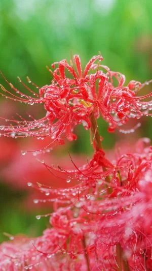 無料スマホ壁紙 露で輝く彼岸花。AndroidとiPhoneに対応した4K高画質の無料待ち受け画像。三重県亀山市の坂本の棚田で撮影したフリー写真素材