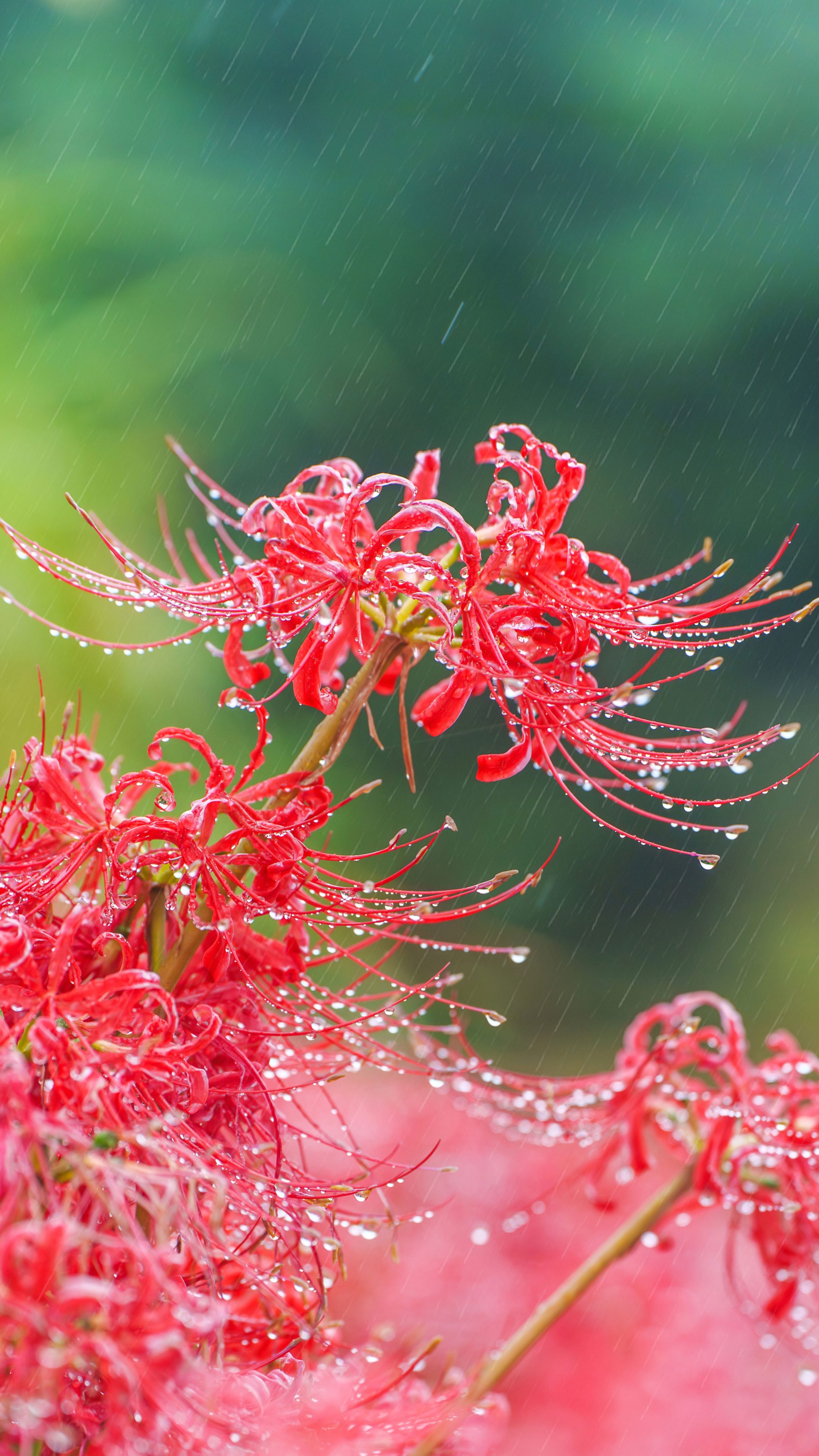 無料スマホ壁紙 雨と露の彼岸花。AndroidとiPhoneに対応した4K高画質の無料待ち受け画像。三重県亀山市の坂本の棚田で撮影したフリー写真素材