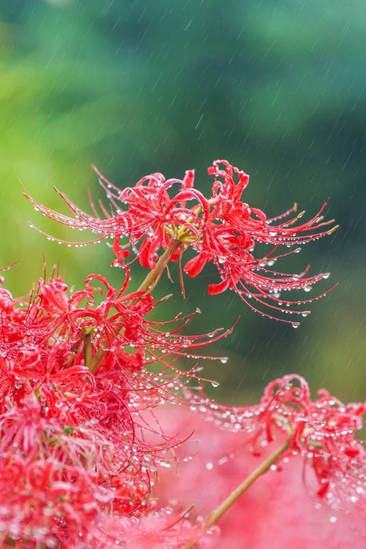 無料スマホ壁紙 雨と露の彼岸花。AndroidとiPhoneに対応した4K高画質の無料待ち受け画像。三重県亀山市の坂本の棚田で撮影したフリー写真素材