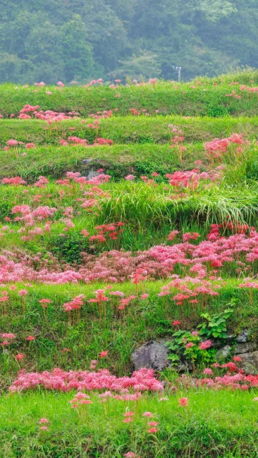 無料壁紙 棚田に群生する彼岸花。PCとデスクトップ壁紙に最適な4K高画質の無料壁紙。三重県亀山市の坂本の棚田で撮影したフリー写真素材