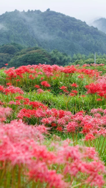 無料壁紙 霧が立ち込む棚田と彼岸花。PCとデスクトップ壁紙に最適な4K高画質の無料壁紙。三重県亀山市の坂本の棚田で撮影したフリー写真素材