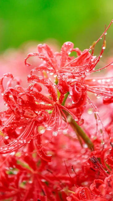 無料壁紙 露が滴る彼岸花。PCとデスクトップ壁紙に最適な4K高画質の無料壁紙。三重県亀山市の坂本の棚田で撮影したフリー写真素材