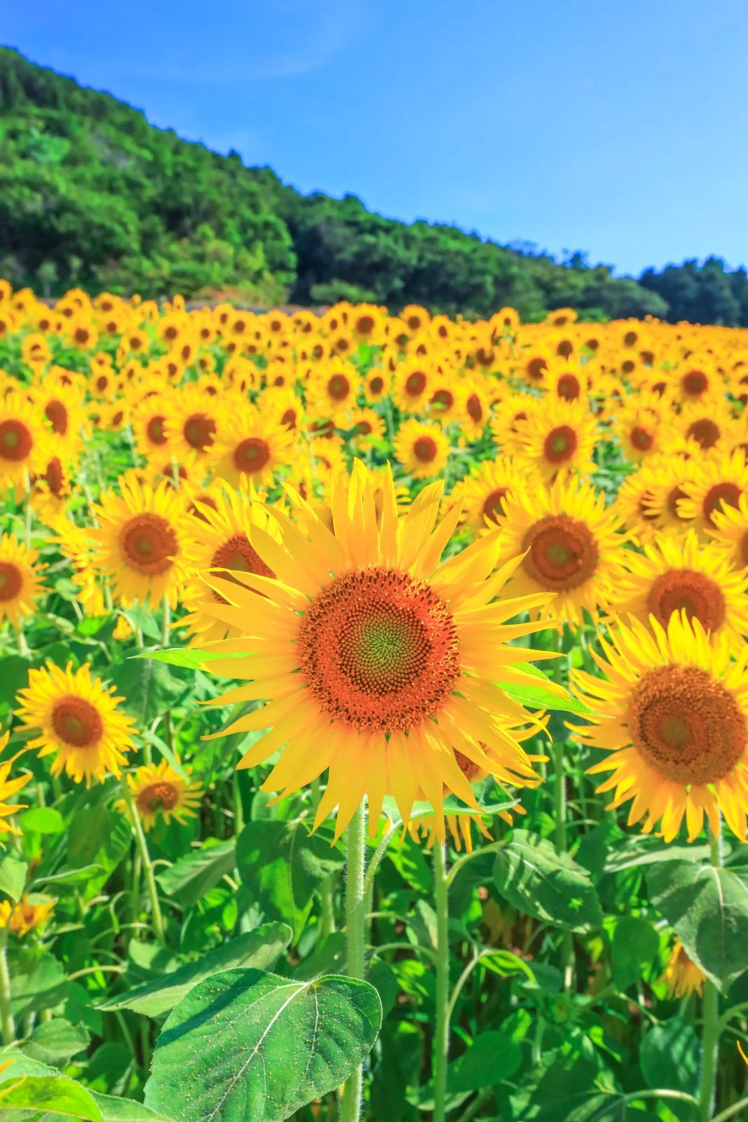 無料スマホ壁紙 ひまわりいっぱい。AndroidとiPhoneに対応した4K高画質の無料待ち受け画像。三重県志摩市の志摩市観光農園で撮影したフリー写真素材