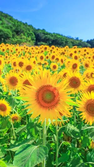 無料スマホ壁紙 ひまわりいっぱい。AndroidとiPhoneに対応した4K高画質の無料待ち受け画像。三重県志摩市の志摩市観光農園で撮影したフリー写真素材