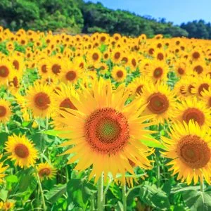 無料スマホ壁紙 ひまわりいっぱい