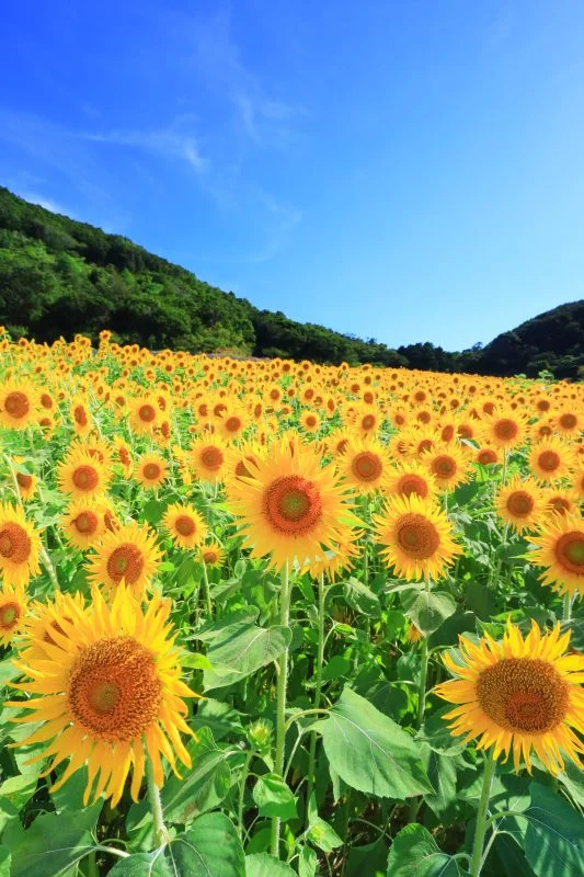 無料スマホ壁紙 ひまわりの丘と青空。AndroidとiPhoneに対応した4K高画質の無料待ち受け画像。三重県志摩市の志摩市観光農園で撮影したフリー写真素材
