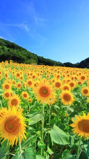 無料スマホ壁紙 ひまわりの丘と青空。AndroidとiPhoneに対応した4K高画質の無料待ち受け画像。三重県志摩市の志摩市観光農園で撮影したフリー写真素材