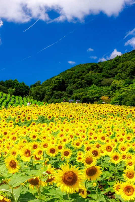 無料スマホ壁紙 眩しい真夏のひまわり。AndroidとiPhoneに対応した4K高画質の無料待ち受け画像。三重県志摩市の志摩市観光農園で撮影したフリー写真素材
