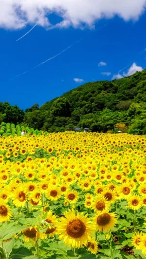 無料スマホ壁紙 眩しい真夏のひまわり。AndroidとiPhoneに対応した4K高画質の無料待ち受け画像。三重県志摩市の志摩市観光農園で撮影したフリー写真素材