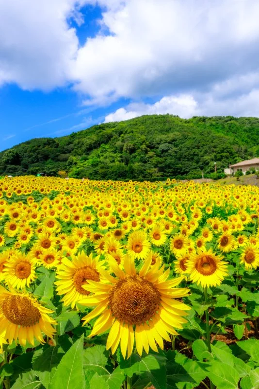 無料スマホ壁紙 夏空とひまわり。AndroidとiPhoneに対応した4K高画質の無料待ち受け画像。三重県志摩市の志摩市観光農園で撮影したフリー写真素材