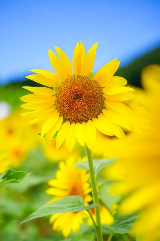 無料スマホ壁紙 こんにちわ🌻 夏のひまわり。AndroidとiPhoneに対応した4K高画質の無料待ち受け画像。三重県志摩市の志摩市観光農園で撮影したフリー写真素材