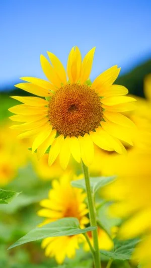 無料スマホ壁紙 こんにちわ🌻 夏のひまわり。AndroidとiPhoneに対応した4K高画質の無料待ち受け画像。三重県志摩市の志摩市観光農園で撮影したフリー写真素材