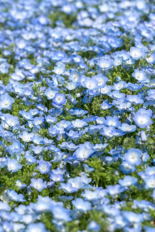 無料スマホ壁紙 ネモフィラブルーの絨毯。AndroidとiPhoneに対応した4K高画質の無料待ち受け画像。三重県志摩市の志摩市観光農園で撮影したフリー写真素材