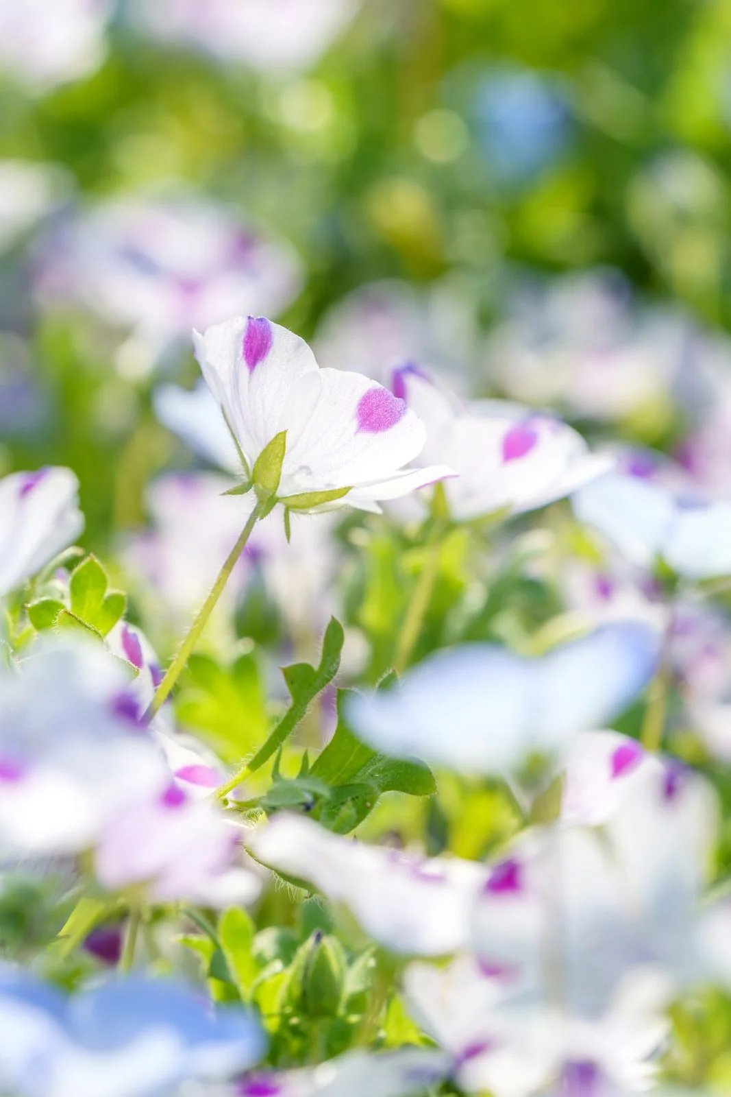 無料スマホ壁紙 フリーザのような色合いのネモフィラ。AndroidとiPhoneに対応した4K高画質の無料待ち受け画像。三重県志摩市の志摩市観光農園で撮影したフリー写真素材