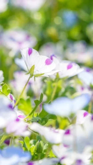 無料スマホ壁紙 フリーザのような色合いのネモフィラ。AndroidとiPhoneに対応した4K高画質の無料待ち受け画像。三重県志摩市の志摩市観光農園で撮影したフリー写真素材