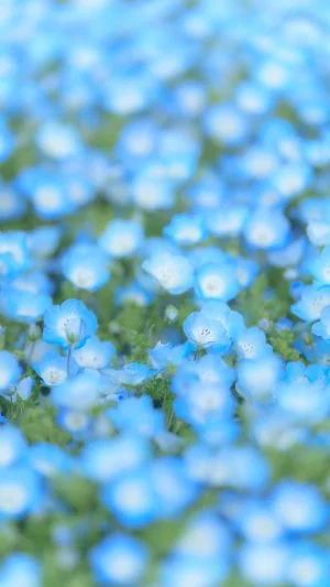 無料スマホ壁紙 ふわっと優しいネモフィラ。AndroidとiPhoneに対応した4K高画質の無料待ち受け画像。三重県志摩市の志摩市観光農園で撮影したフリー写真素材
