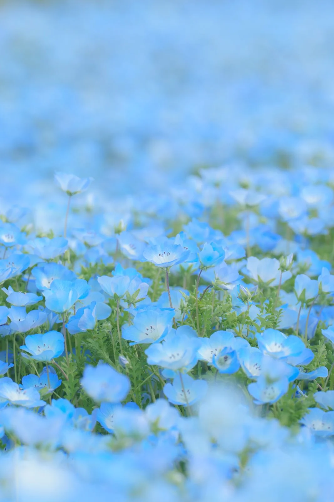 運気が上がる待ち受け ネモフィラのパステルブルーな絨毯。AndroidとiPhoneに対応した4K高画質の無料スマホ壁紙。三重県志摩市の志摩市観光農園で撮影したフリー写真素材